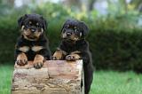 ROTTWEILER 373